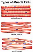 Image result for Muscle Cell Diagram GCSE