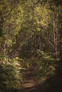 Image result for Forest Walk Path