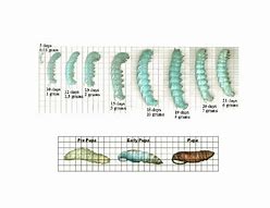 Image result for Hornworm Moth Life Cycle