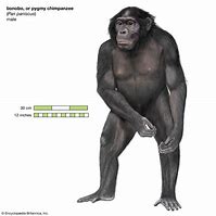 Image result for Bonobo