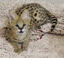 Image result for Serval Kittens