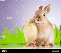 Image result for Easter Bunny Chicken