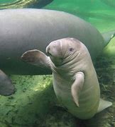 Image result for Cute Manatee