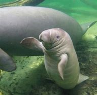 Image result for Manatee Babies