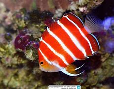 Image result for Expensive Saltwater Fish