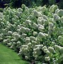 Image result for Limelight Hydrangea in the Landscape