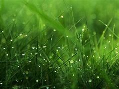 Image result for Green Wallpaper Aert