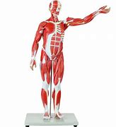 Image result for Muscle Organ