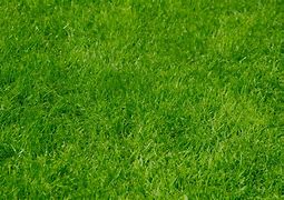 Image result for Background Rumput Game