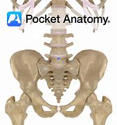 Image result for L5 Lumbar Vertebrae