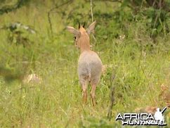 Image result for Damara Dik-Dik