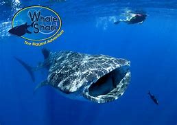 Image result for Tour Tiburon Ballena Isla Mujeres