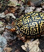 Image result for Turtles Hibernate