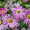 Image result for Flowers with Pink at the Ends