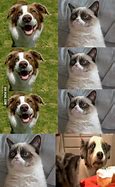 Image result for Cat Memes Funny Clean Work