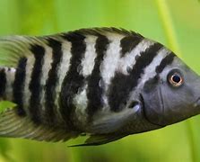 Image result for Green Zebra Fish