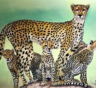 Image result for Cheetah House