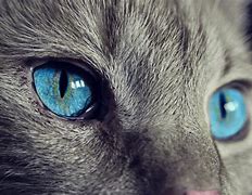 Image result for Cat X Eyes