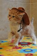 Image result for Texas Cowboy Cat