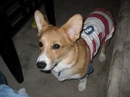 Image result for Corgi in Clothes