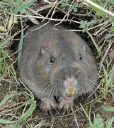 Image result for Baby Gopher