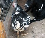 Image result for Java Chicken Breeders