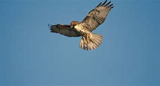 Image result for Juvenile Red-tailed Hawk