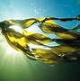 Image result for Algae Adaptations