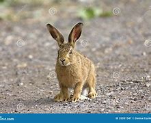 Image result for Leveret Baby Hare