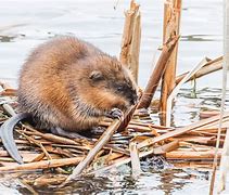 Image result for Dry Muskrat