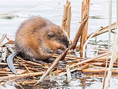 Image result for Muskrat Illinois