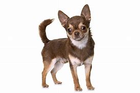 Image result for Chihuahua the Yapping