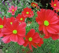 Image result for Cosmos Candy Stripe