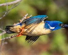 Image result for Birds That Start with K