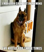 Image result for Funniest German Shepherds