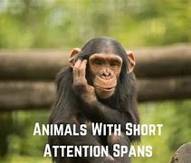 Image result for Animals Attention