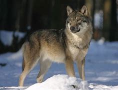 Image result for Hunder Wolf