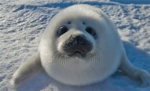 Image result for Without Seal