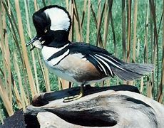 Image result for Standing Hooded Merganser