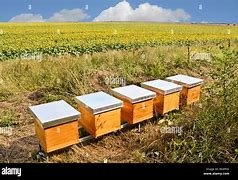 Image result for Honey Beekeeping