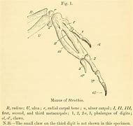 Image result for Ostrich Wing Claws