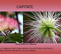 Image result for Capitate Inflorescence