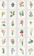 Image result for Botanical Illustrations Free