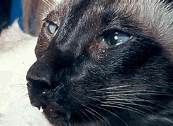 Image result for Cat Eyes Watering