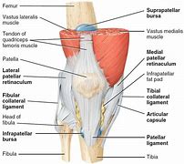 Image result for Illustration of Knee Anatomy