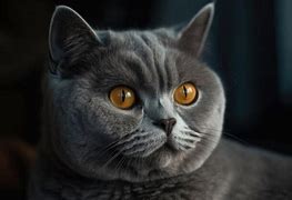 Image result for Gray Cat with Orange Eyes