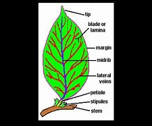 Image result for Plant Leaf Parts