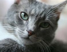 Image result for Dark Gray Tabby Cat