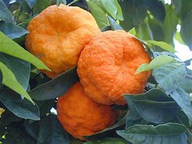 Image result for Citrus Aurantium L