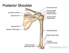 Image result for Shoulder Talons